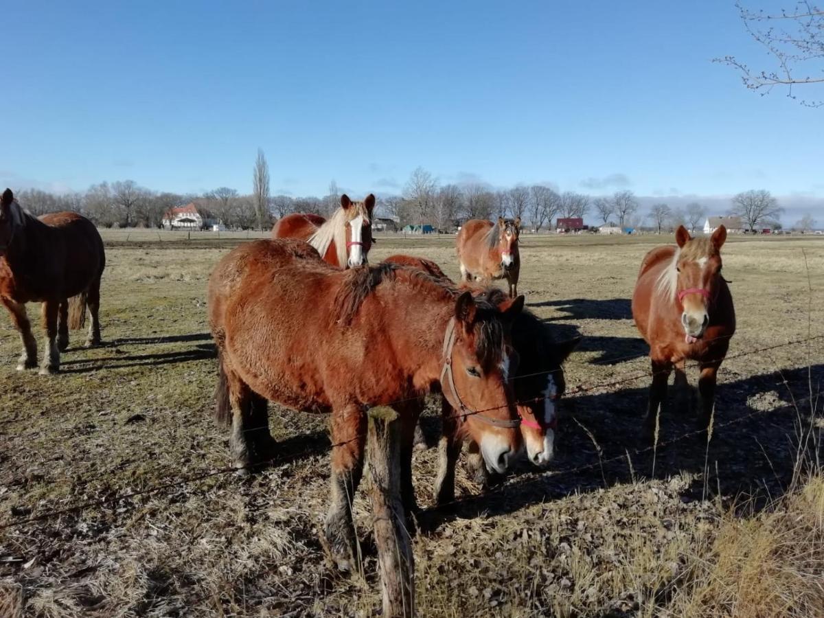 Willa Domek Letniskowy Szuwarek Świnoujście Zewnętrze zdjęcie